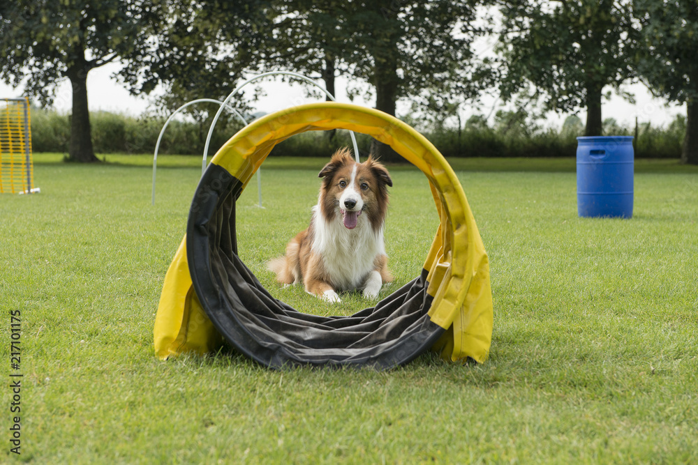 Agility